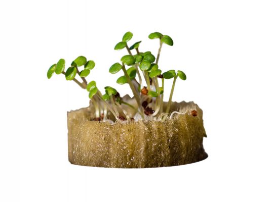 پشم سنگ ضد سرطان و همسازگار با طبیعت، رشد گیاه در پشم سنگ