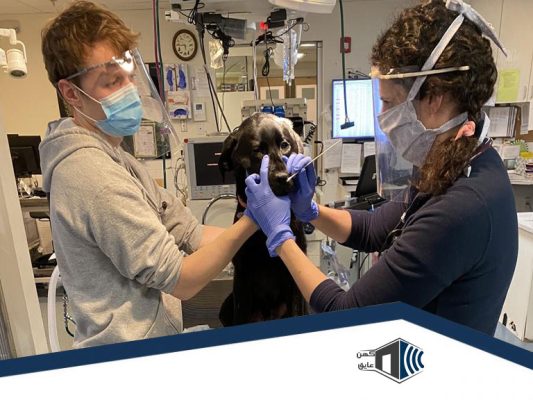 اکوستیک-دامپزشکی