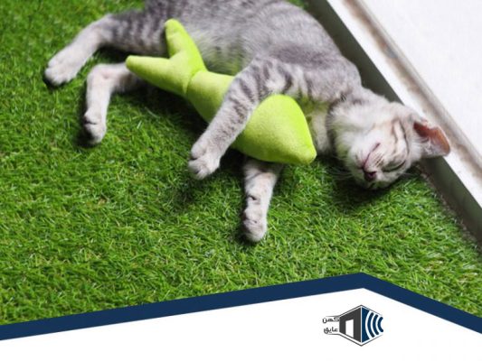 گربه در حال لذت بردن از چمن مصنوعی در حیاط خانه